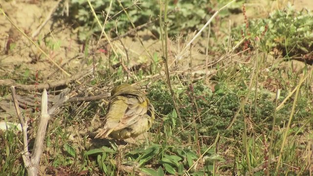 Patagonian Yellow-Finch - ML318522871