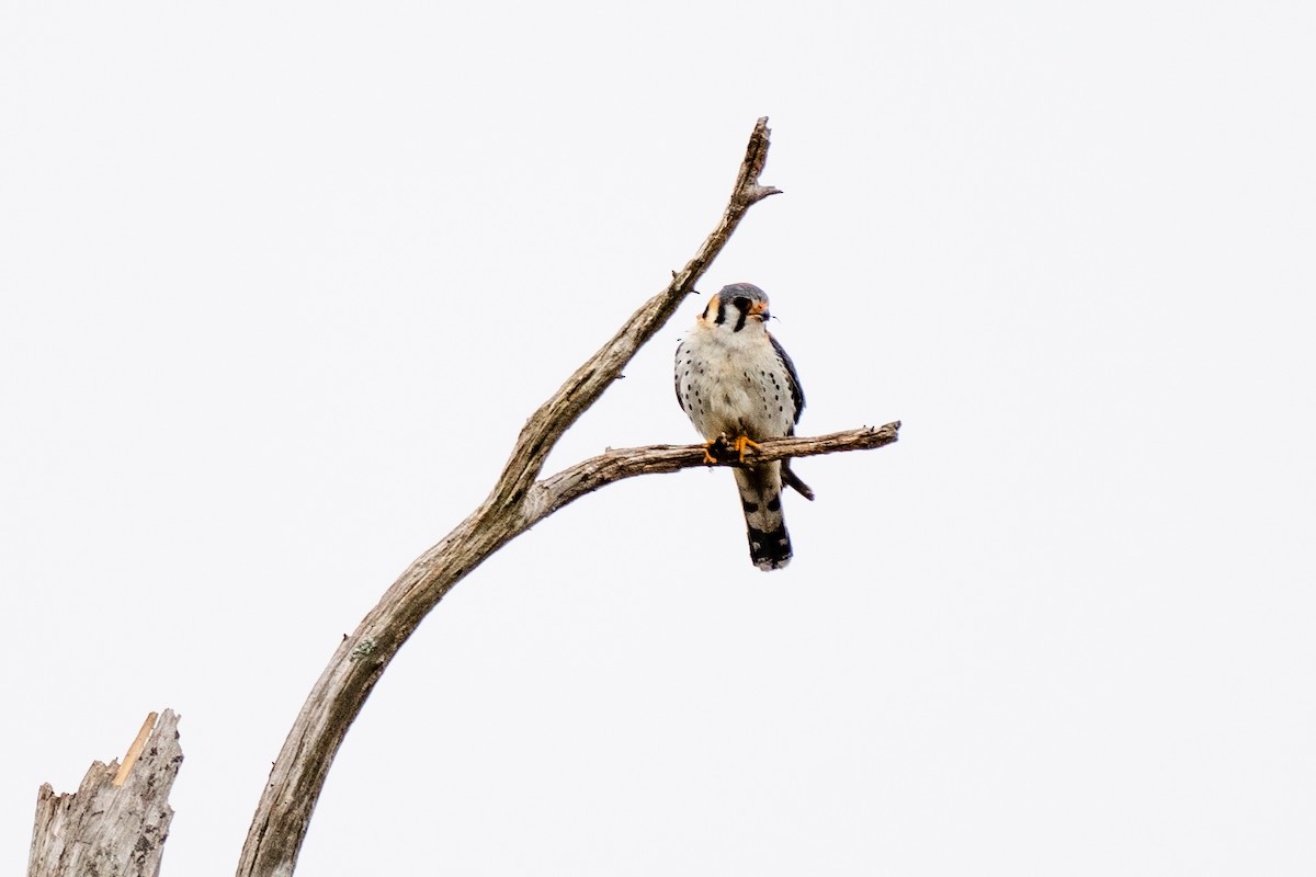 American Kestrel - ML318522891