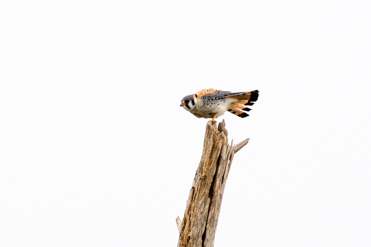 American Kestrel - ML318522901