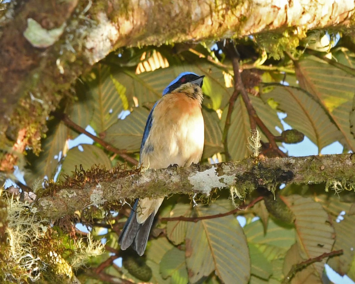 Fawn-breasted Tanager - ML318523781