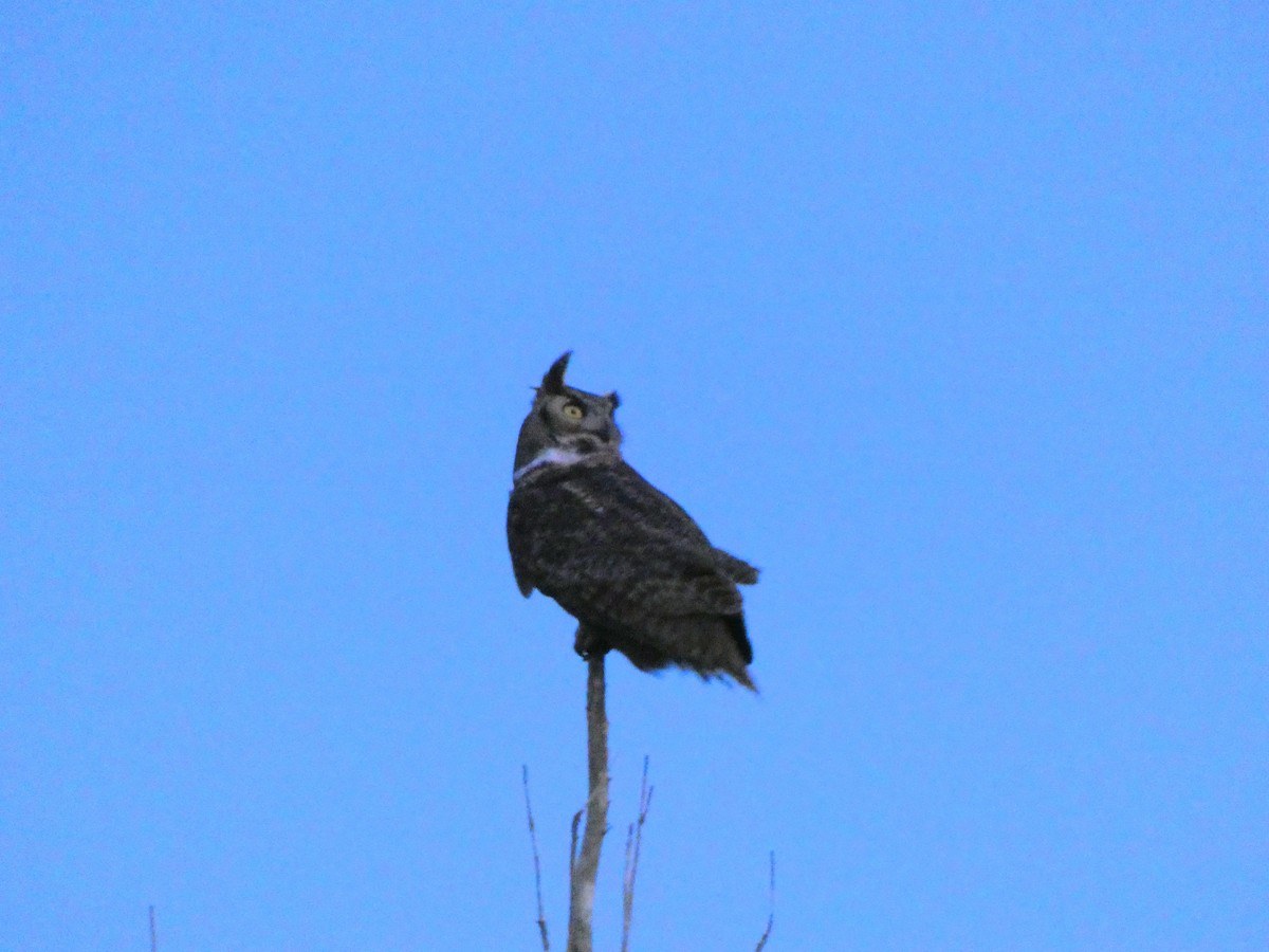Great Horned Owl - Spixes Macaw