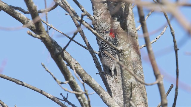 Red-bellied Woodpecker - ML318530611