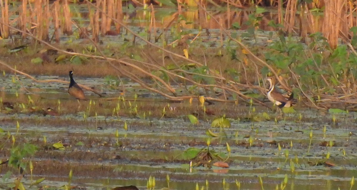 Pheasant-tailed Jacana - ML318533181