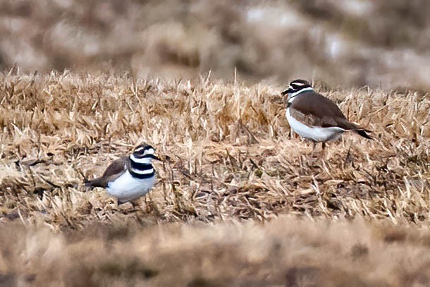 Killdeer - ML318533601