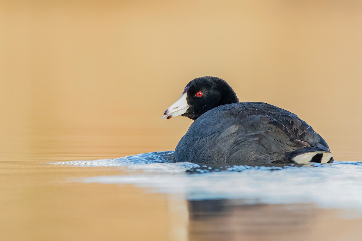 American Coot - ML318535641