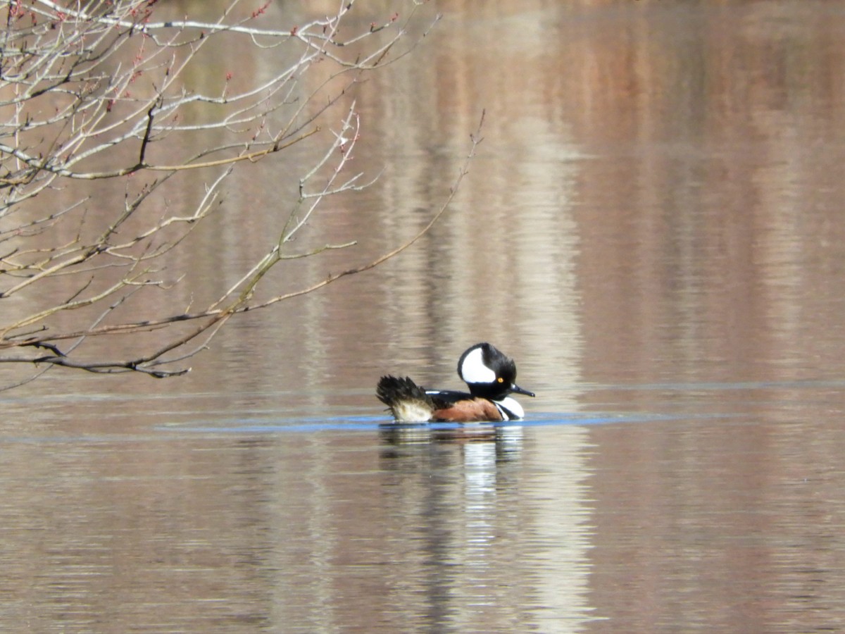 Hooded Merganser - ML318536271