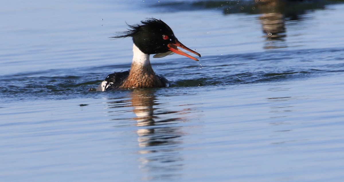 Red-breasted Merganser - Jeff Holmes