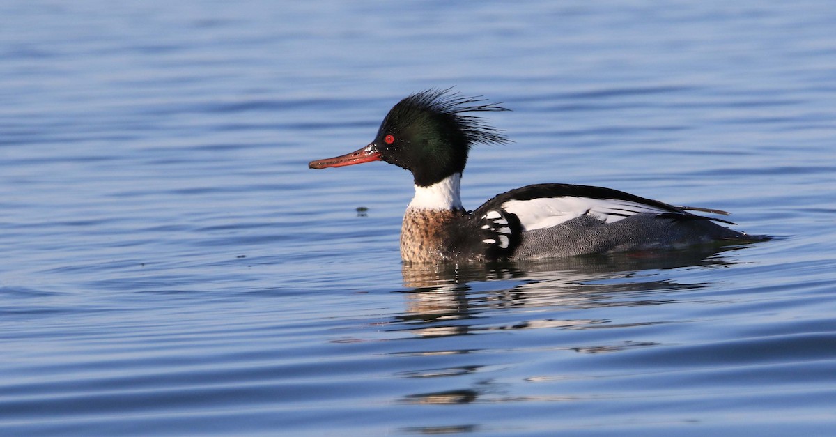 Red-breasted Merganser - ML318536501