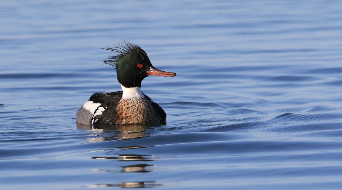 Red-breasted Merganser - ML318536511