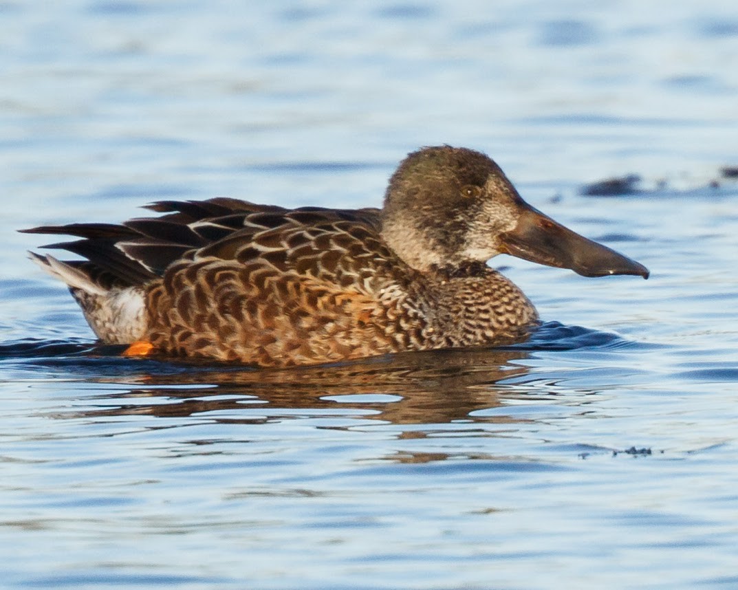 Northern Shoveler - ML31853701