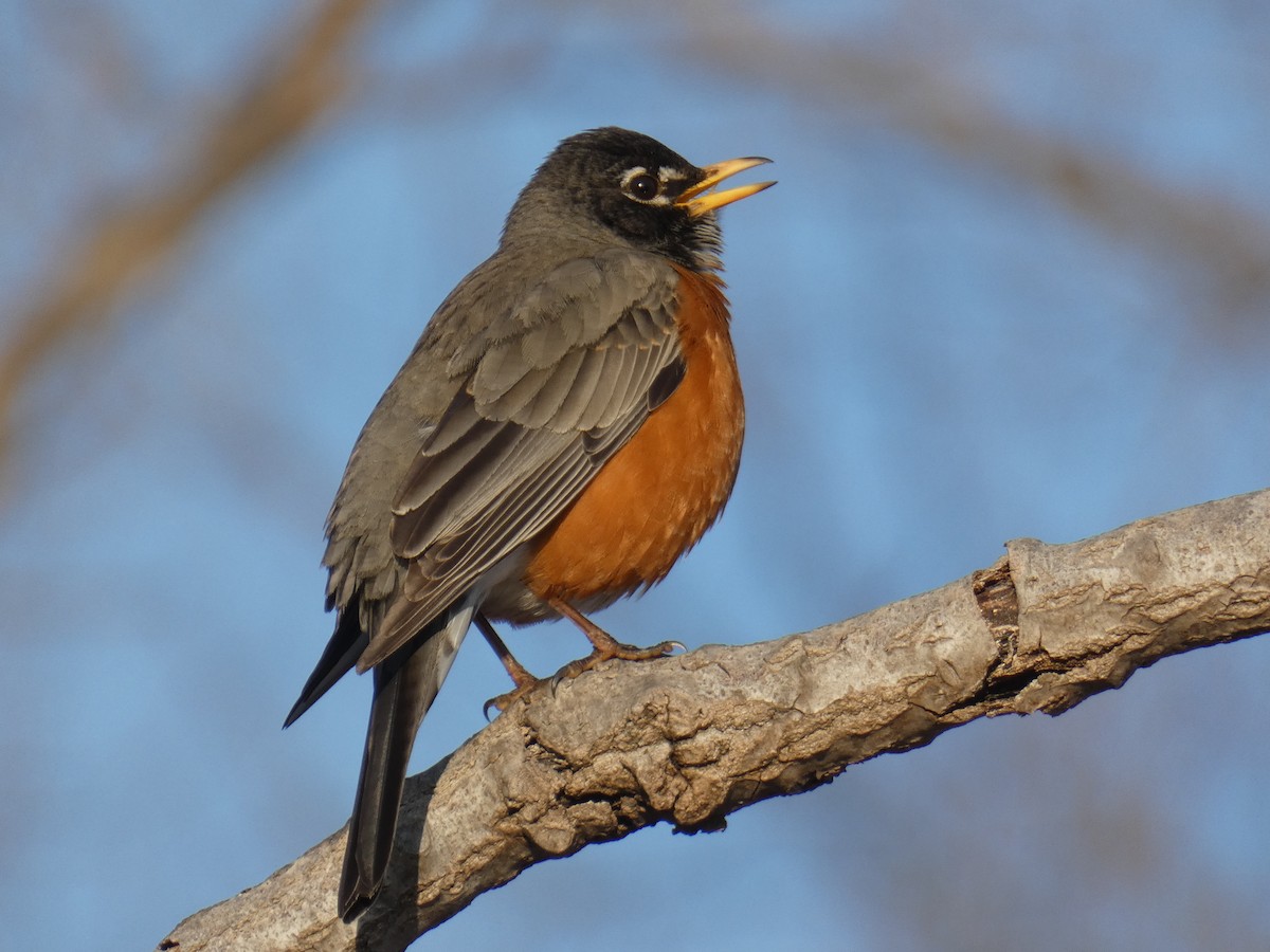 American Robin - David Riddle