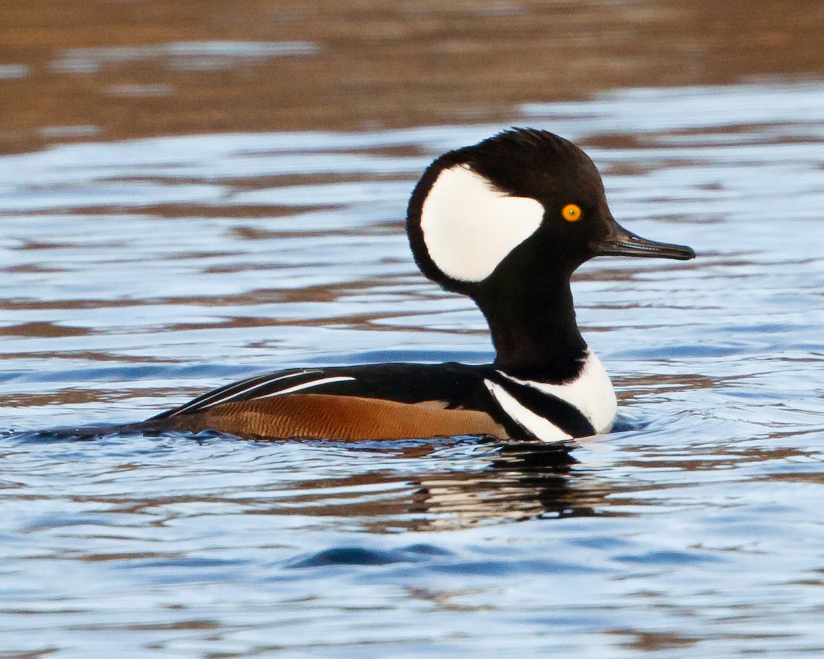 Hooded Merganser - ML31853721