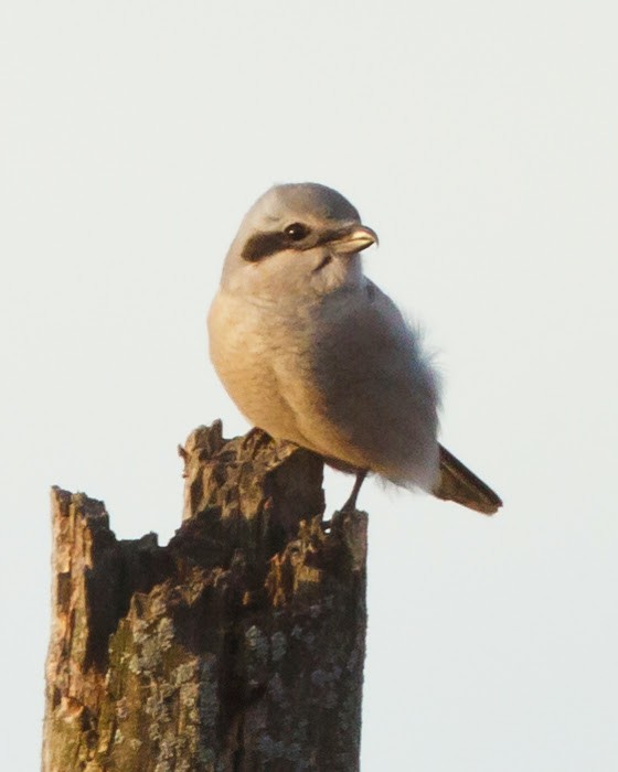 Pie-grièche boréale - ML31853741