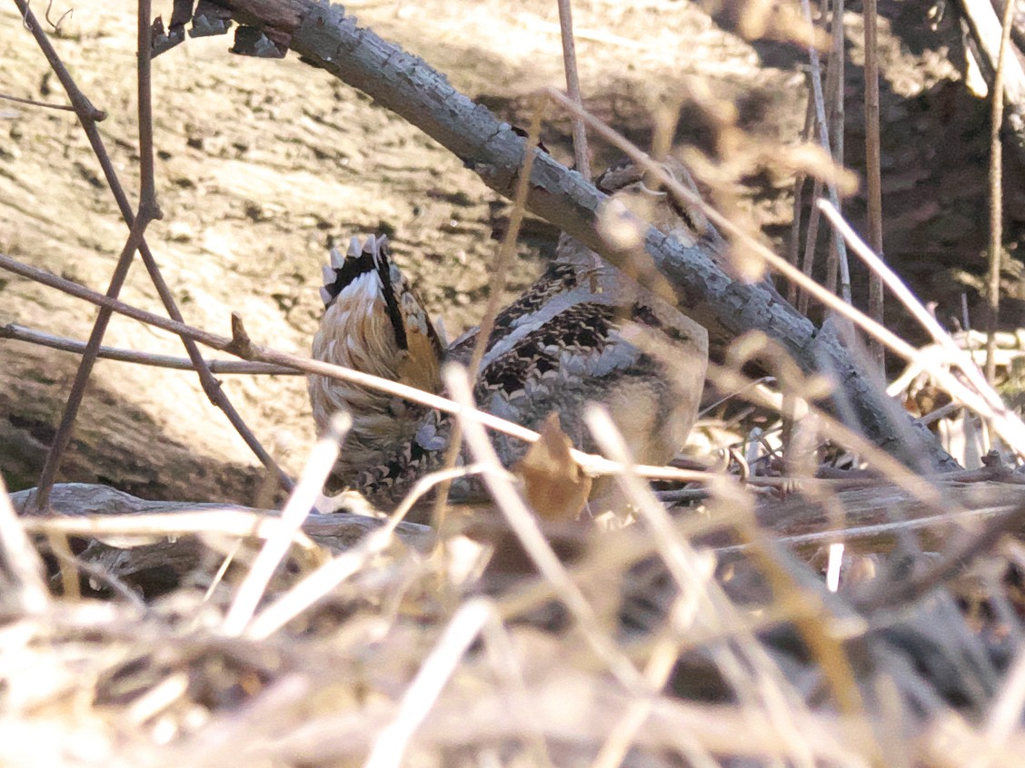 American Woodcock - ML318537501