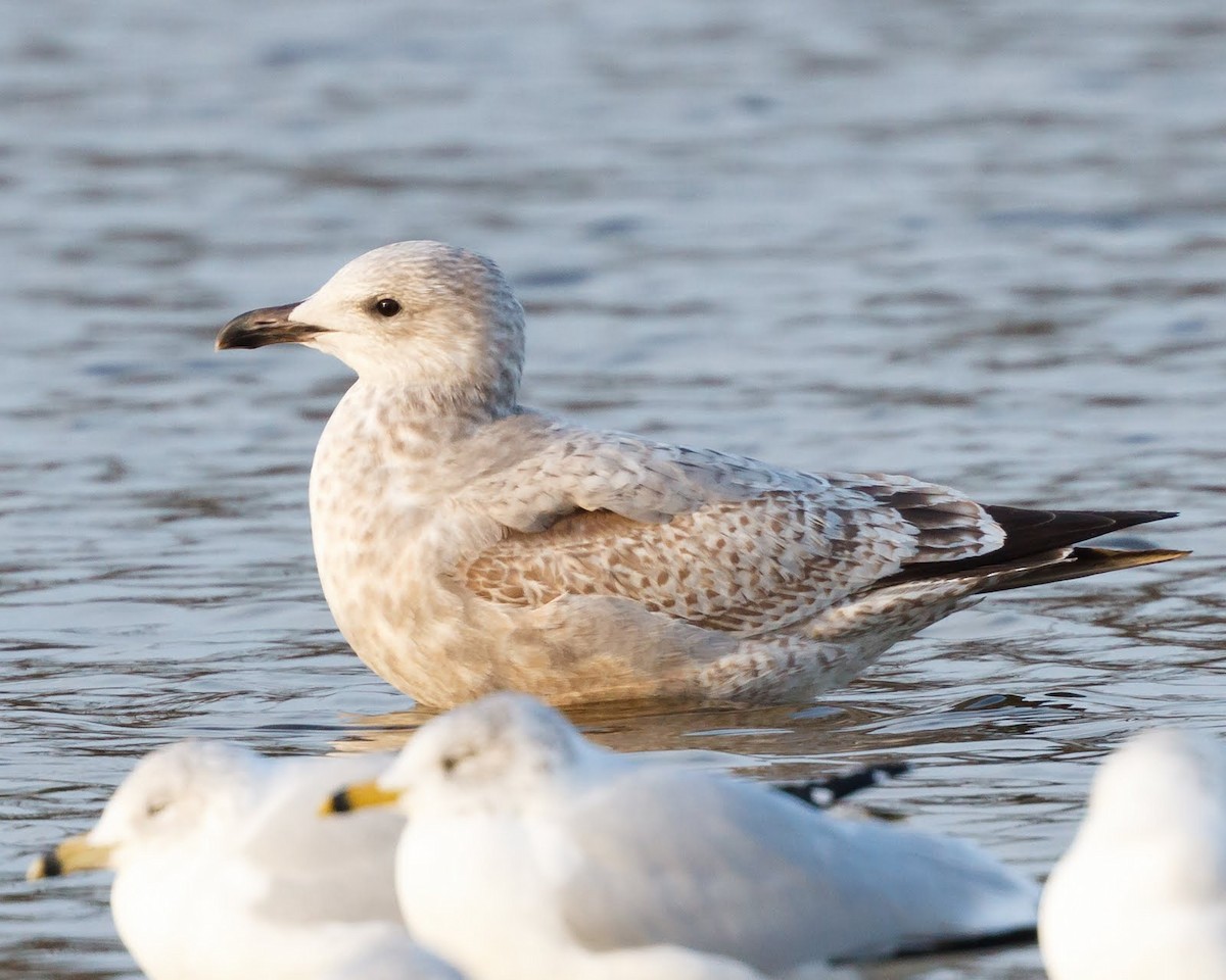 Gaviota Argéntea - ML31853751