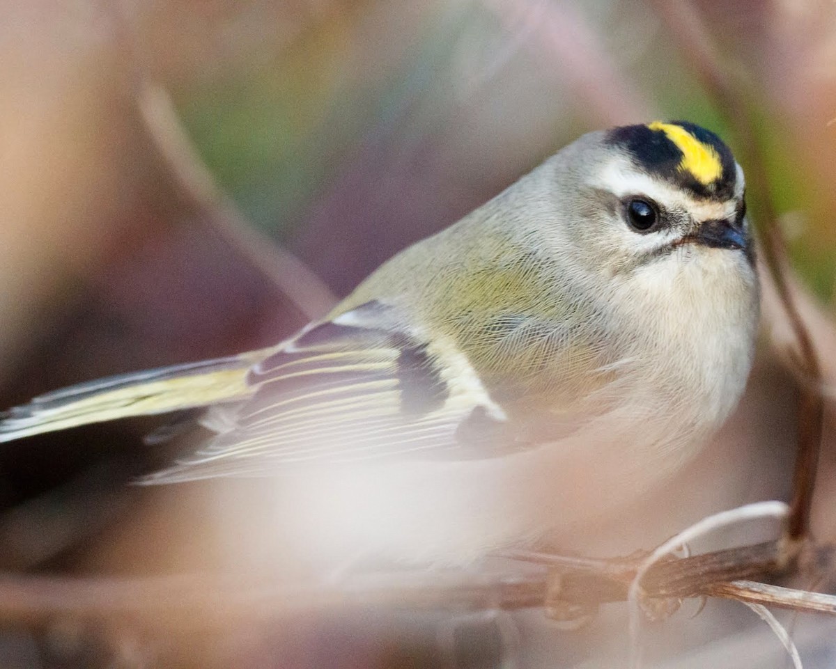 Golden-crowned Kinglet - ML31853761