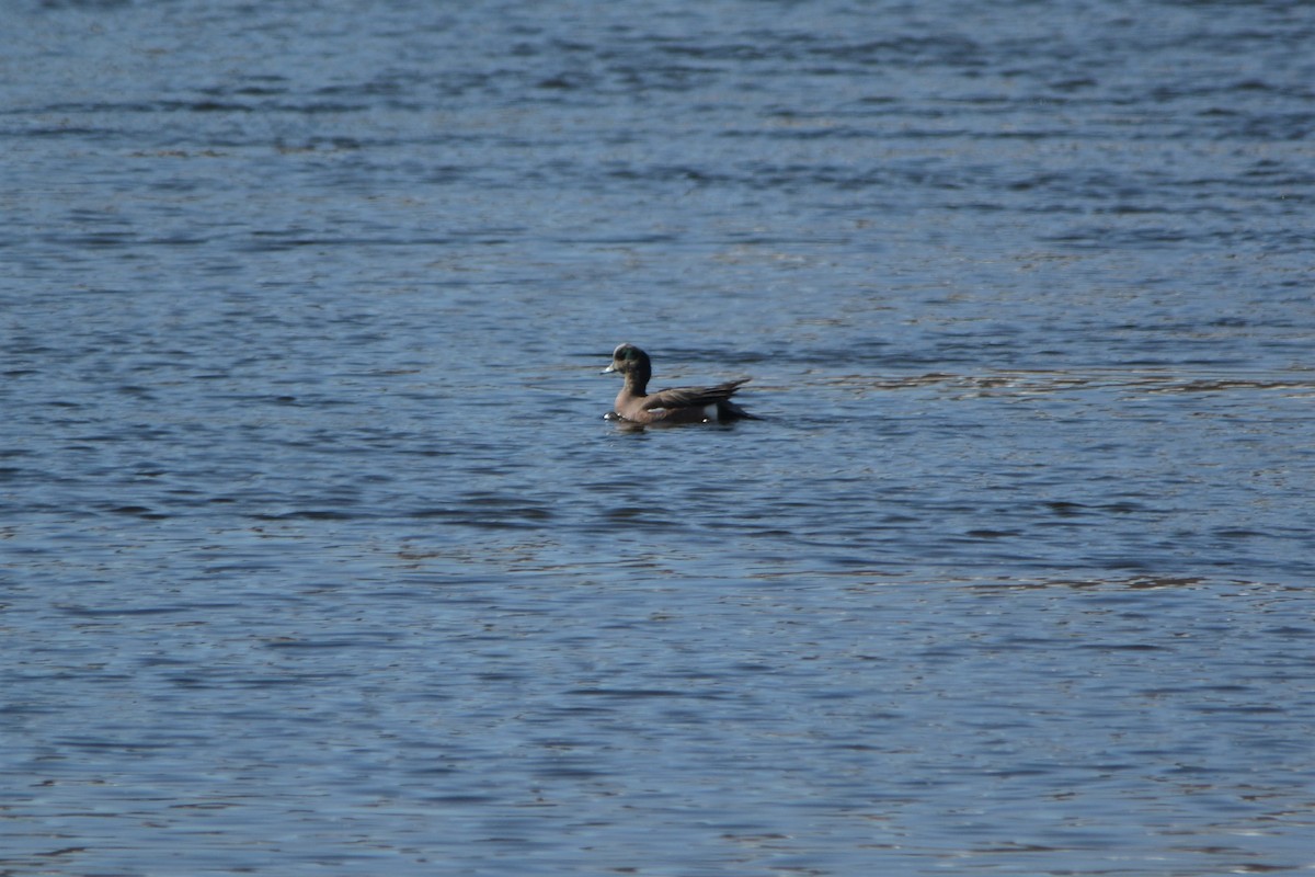 American Wigeon - ML318538041