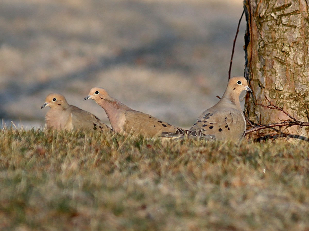 Mourning Dove - ML318539391