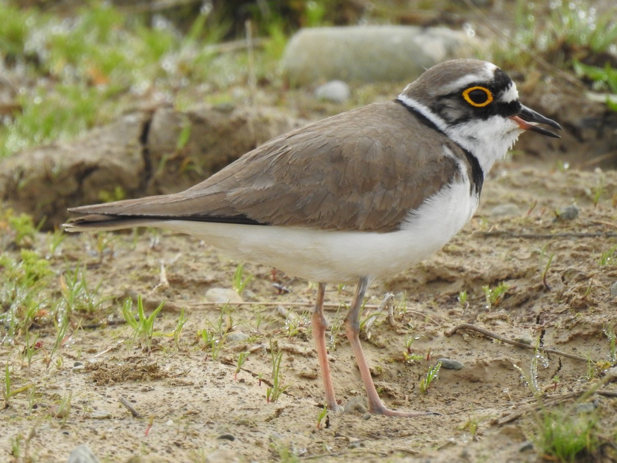 Little Ringed Plover - ML318540031