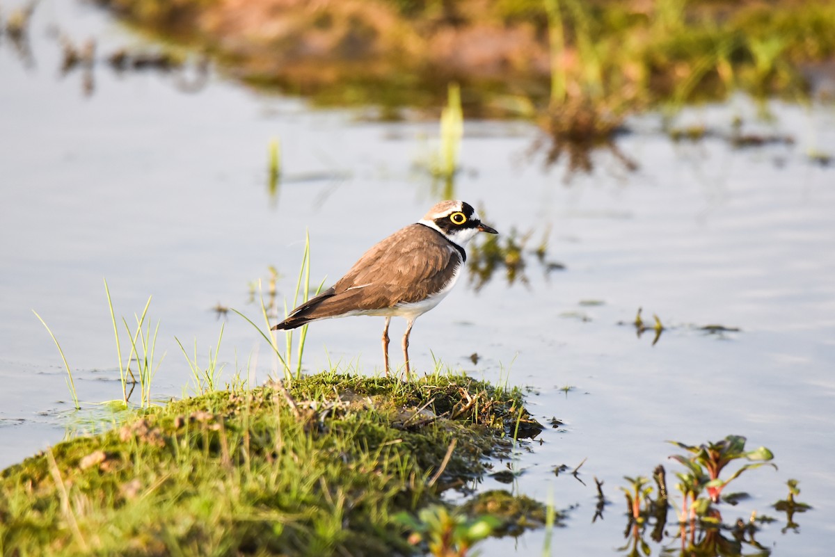 Little Ringed Plover - ML318540101