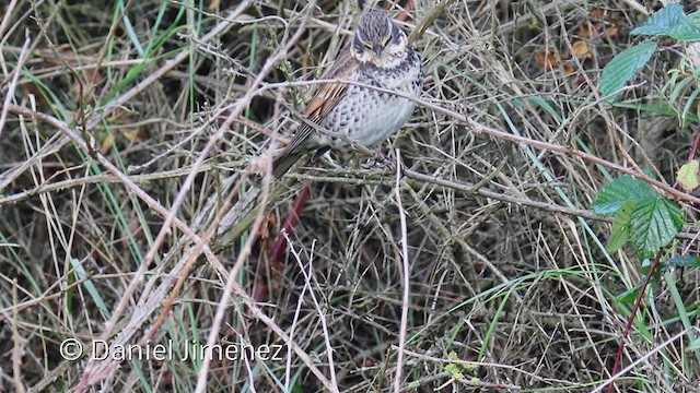 Dusky Thrush - ML318540181