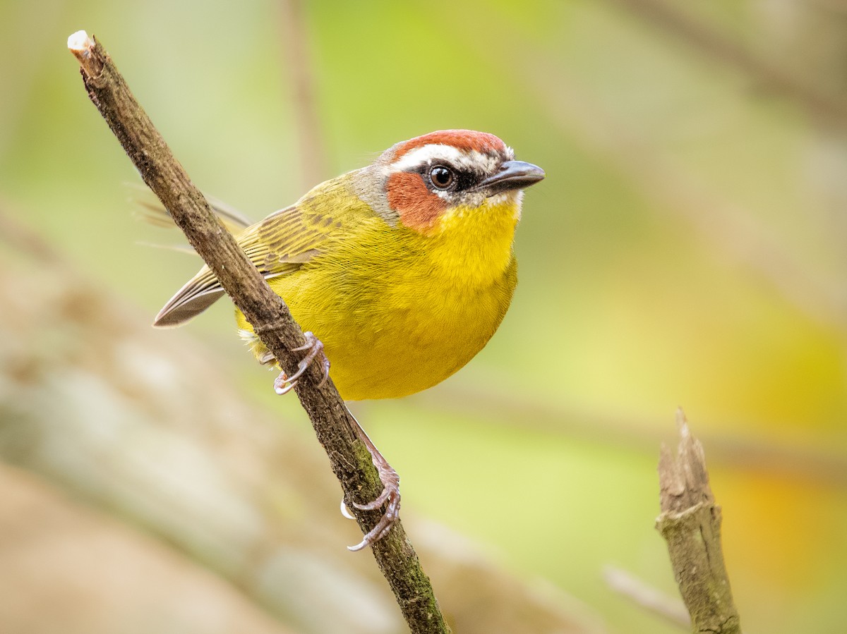 Chestnut-capped Warbler - Alexander Montero