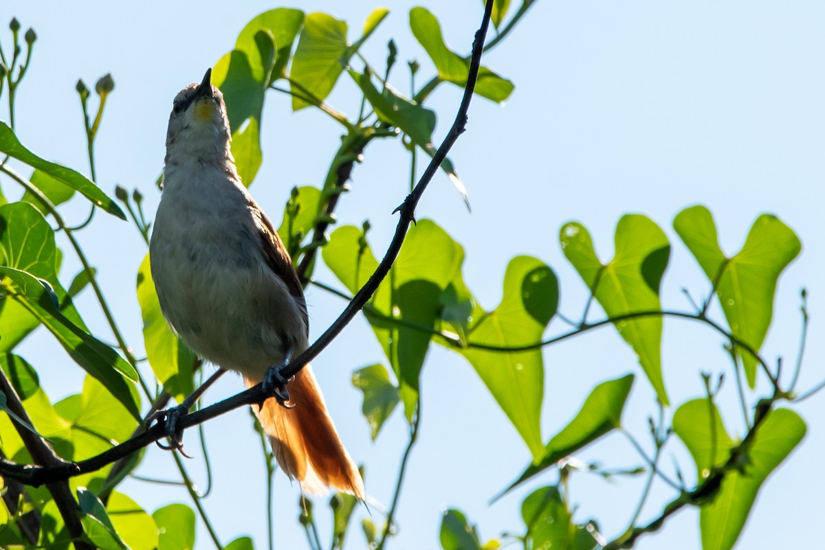 Yellow-chinned Spinetail - ML318544641