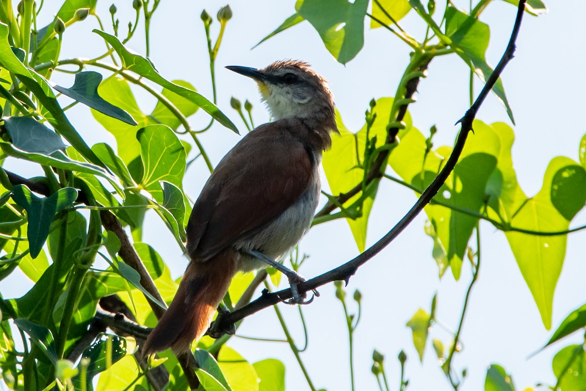 Yellow-chinned Spinetail - ML318544651