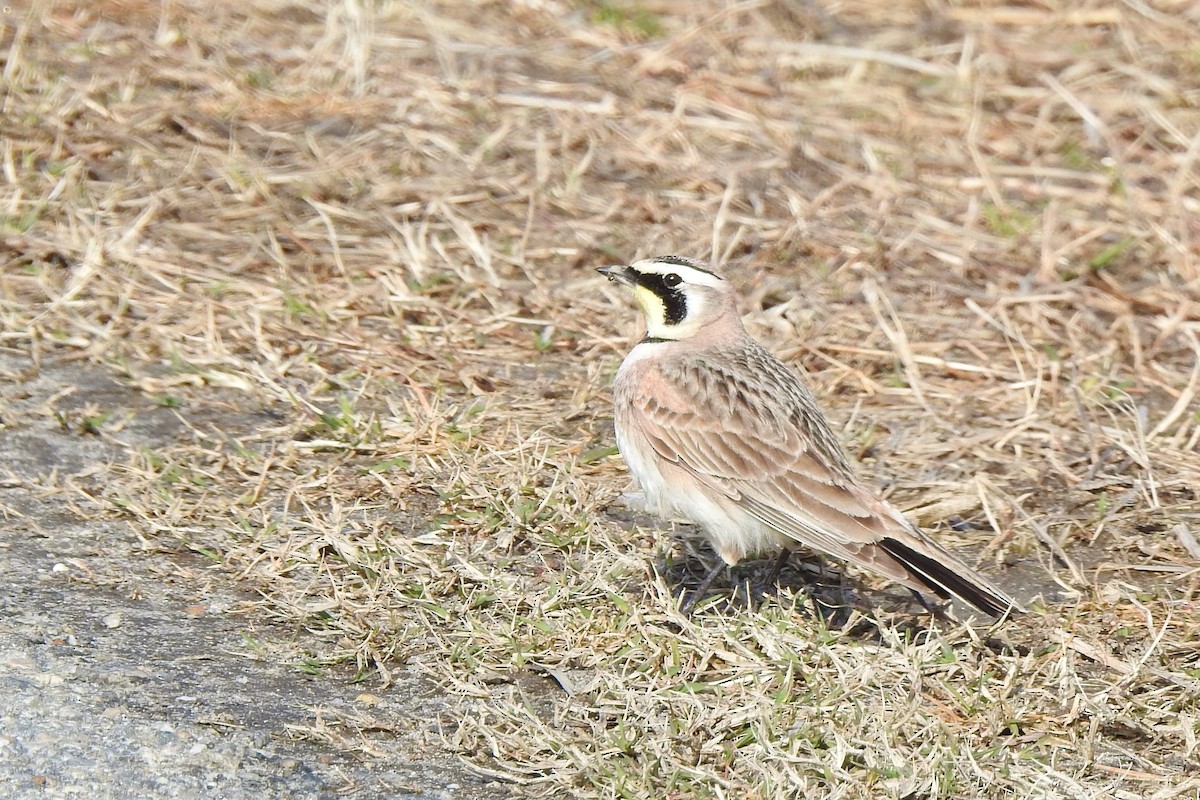 Horned Lark - David  Clark