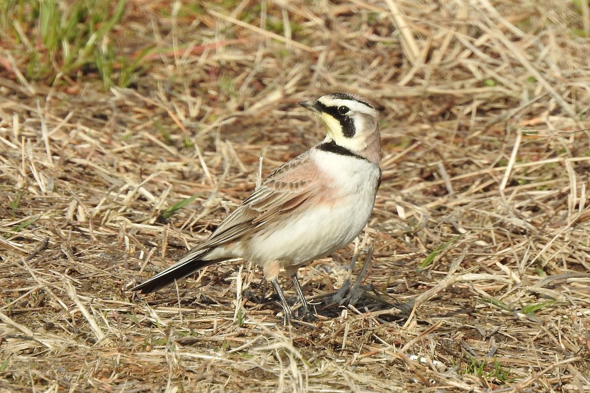 Horned Lark - David  Clark