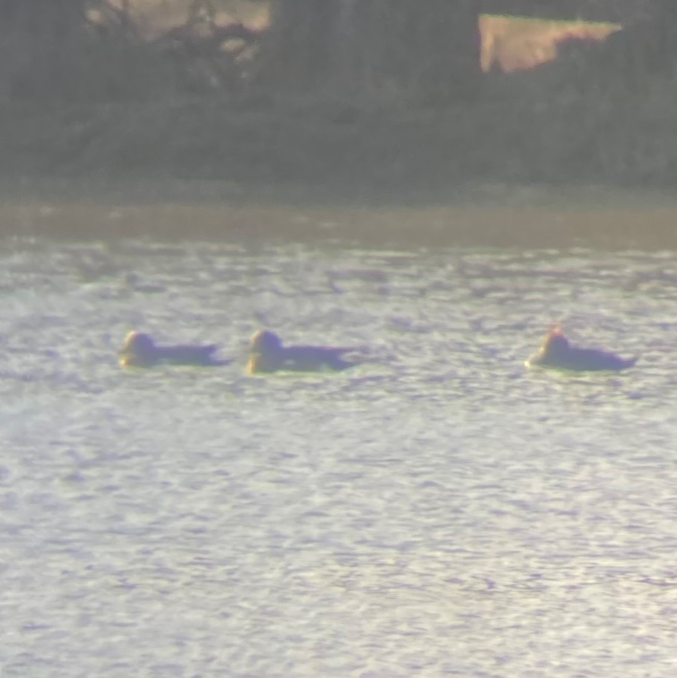 American Wigeon - ML318546171