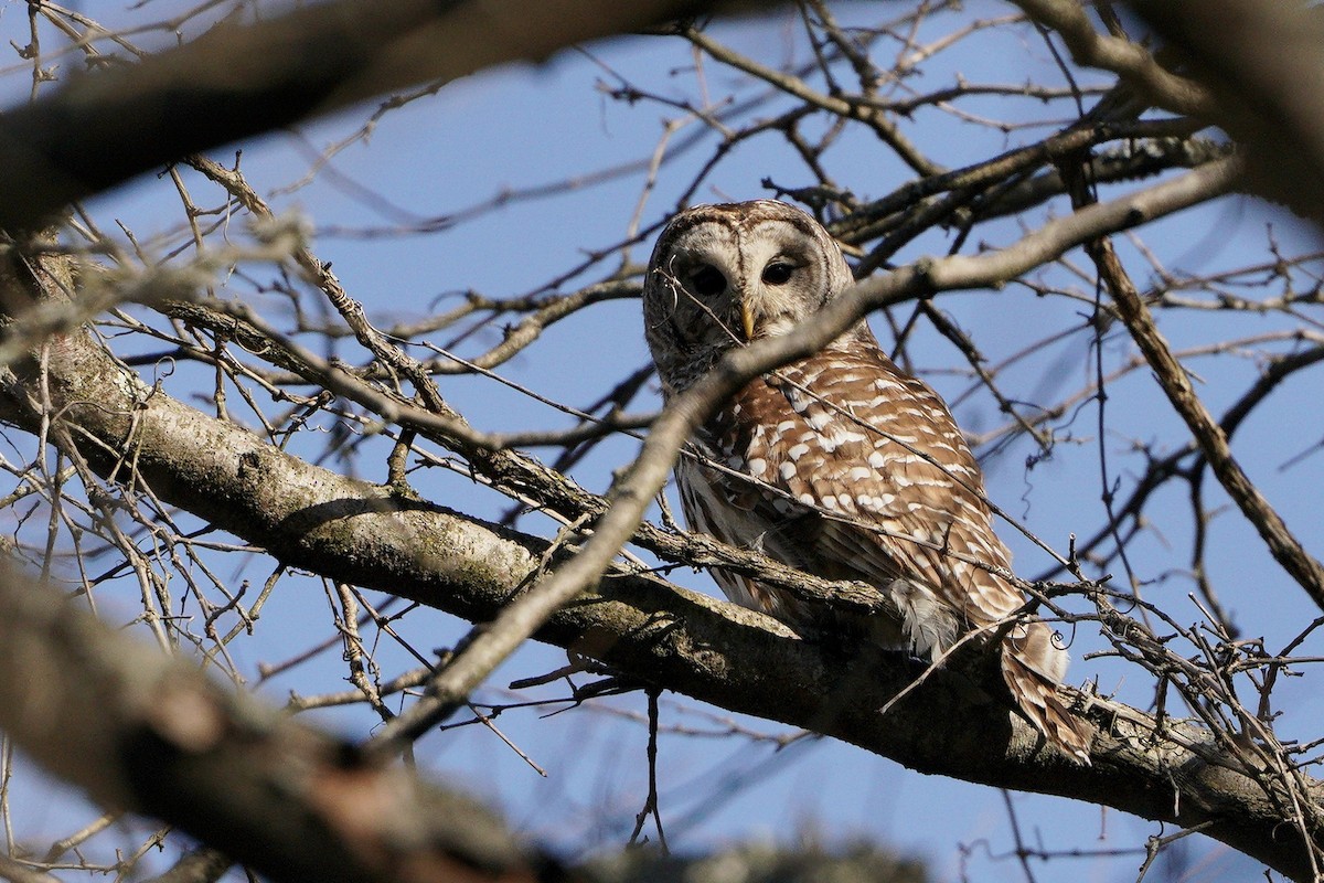 Barred Owl - ML318549401