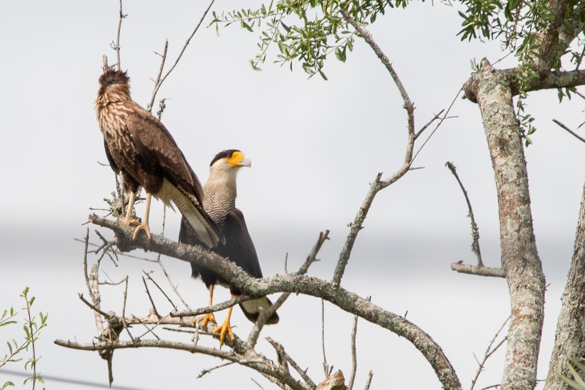 Crested Caracara (Southern) - Mery Haro