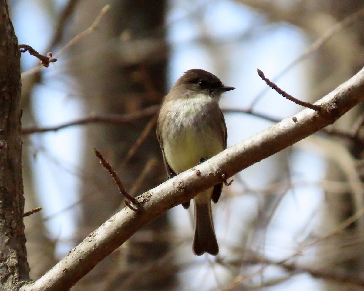 Eastern Phoebe - ML318551721