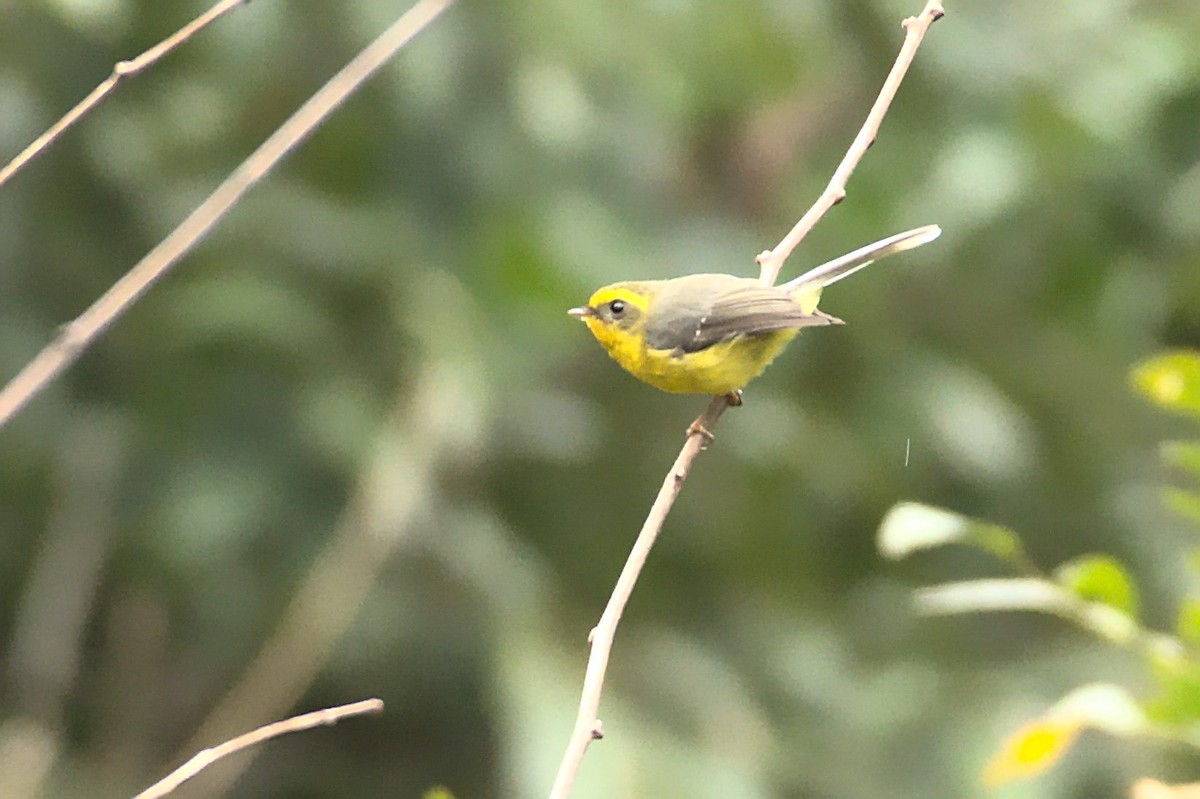 Yellow-bellied Fairy-Fantail - ML318552101