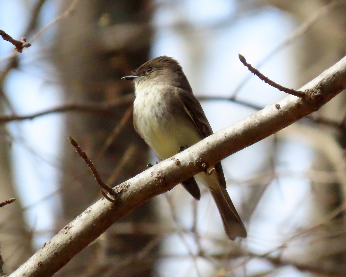 Eastern Phoebe - ML318552271