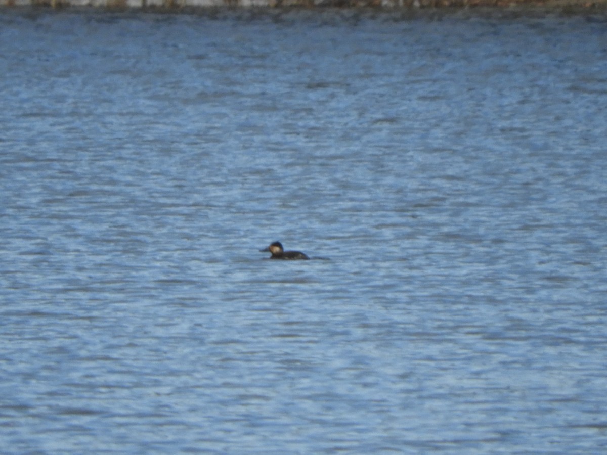 Ruddy Duck - ML318552381