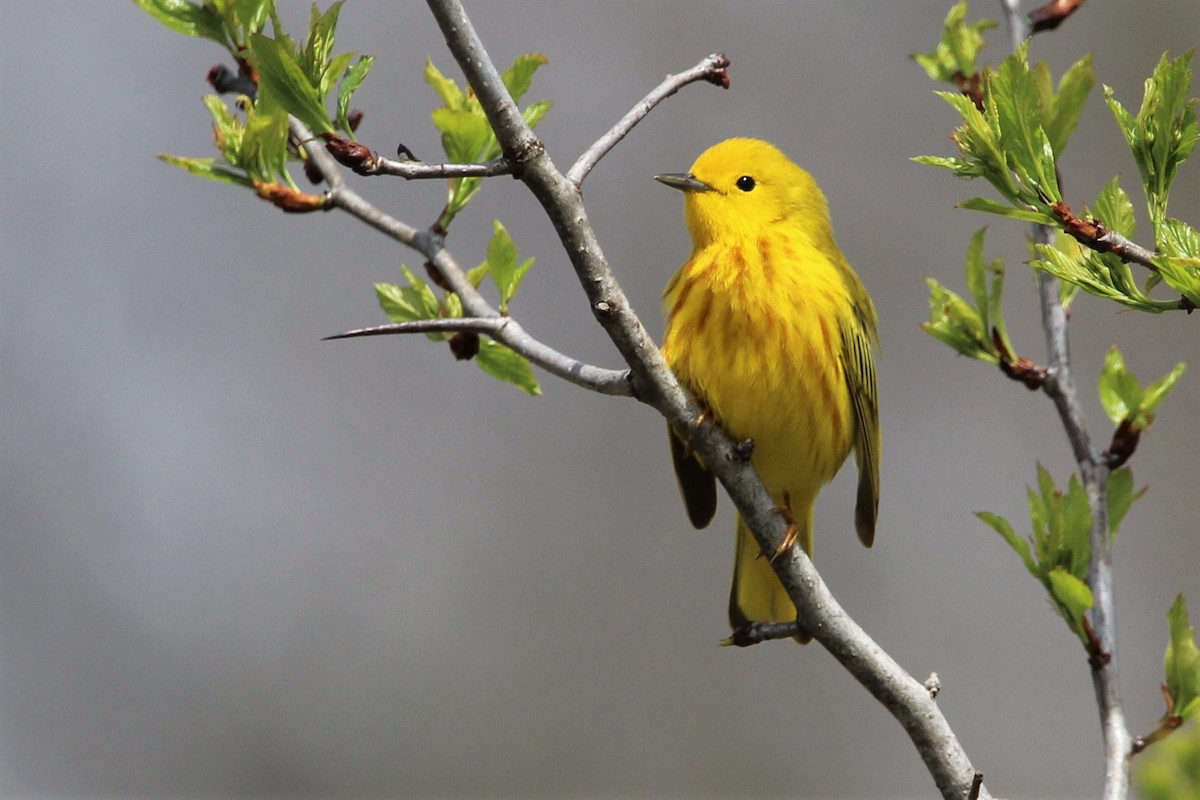 Paruline jaune - ML318553331