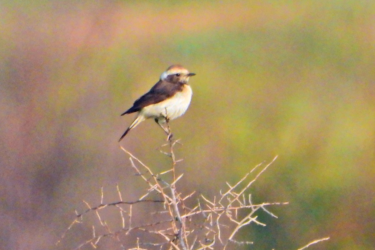 Cyprus Wheatear - ML318553641