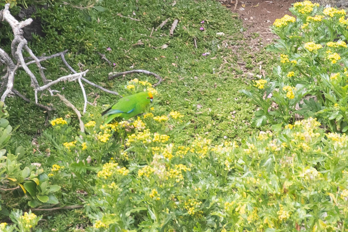 Chatham Islands Parakeet - ML318553761