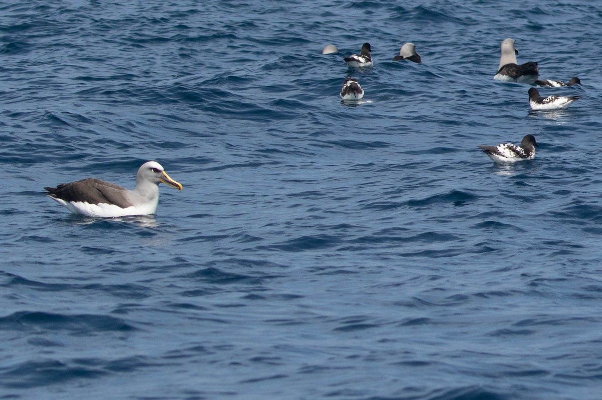 Buller's Albatross - ML318555611