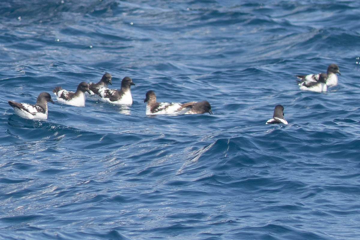 Cape Petrel - ML318555651