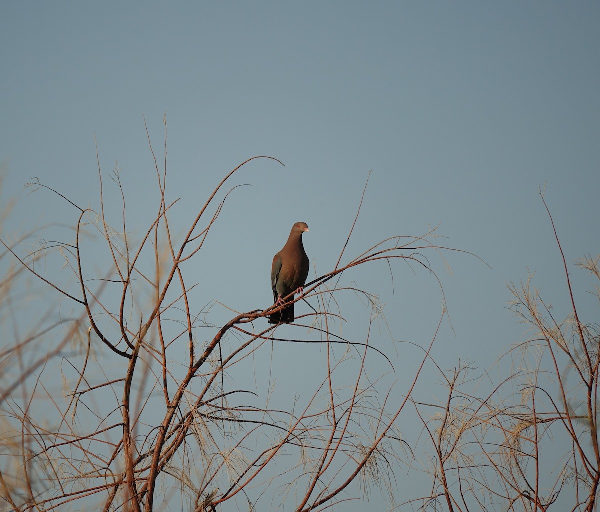 Red-billed Pigeon - ML318562771