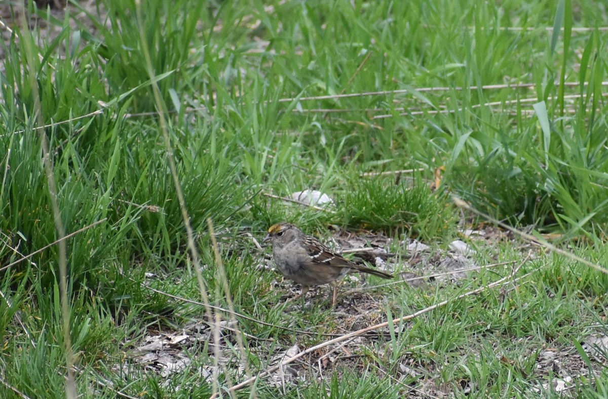 Golden-crowned Sparrow - Rebecca Hartman