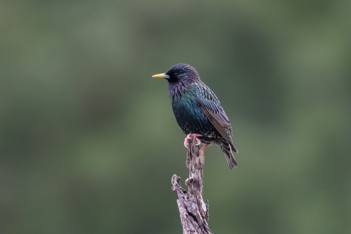 European Starling - ML318565171