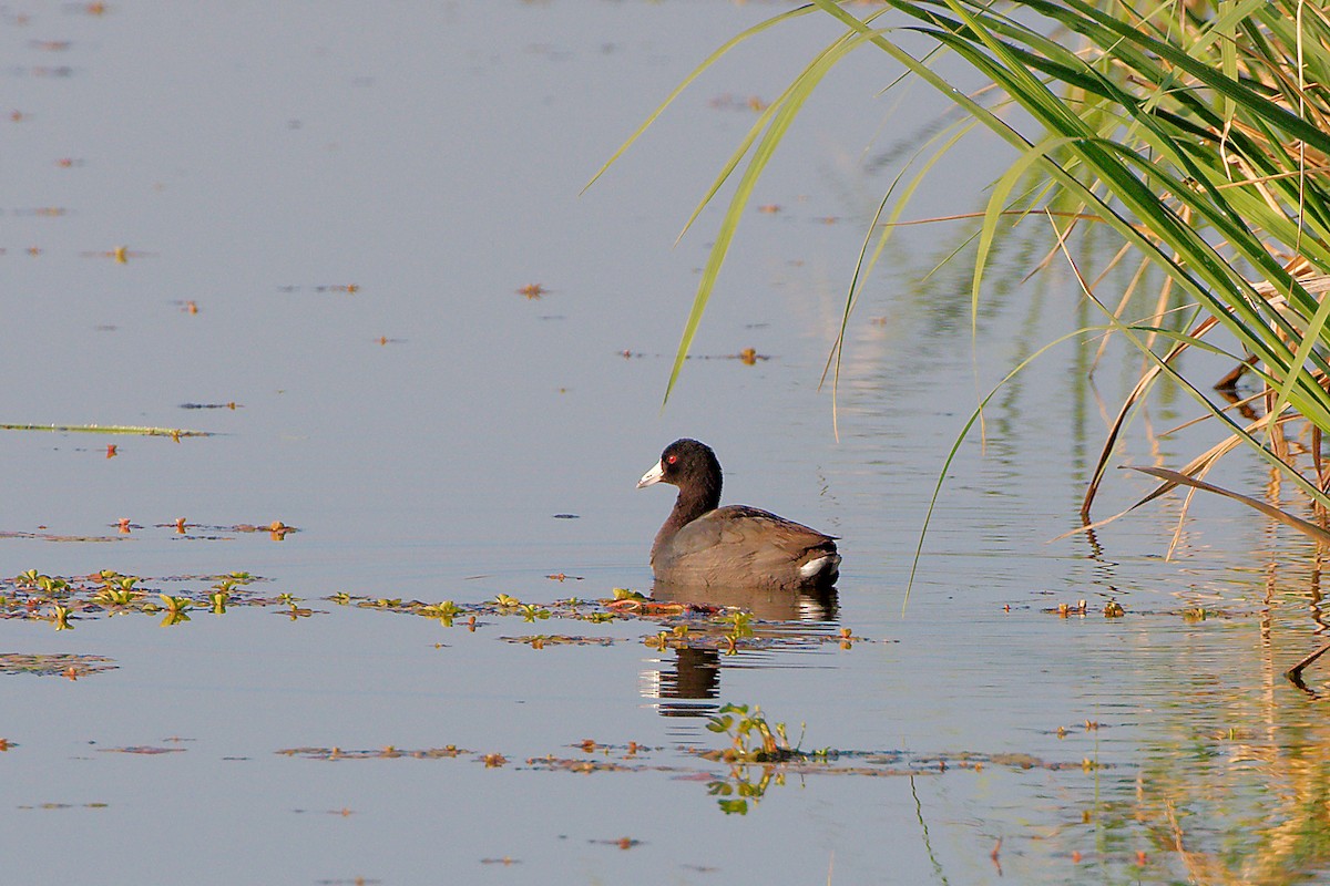 American Coot - ML318566121