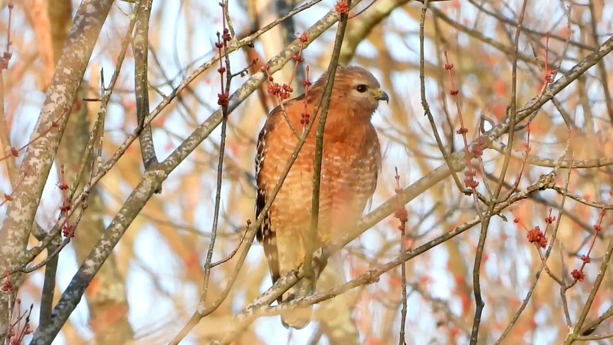 Red-shouldered Hawk - ML318567801