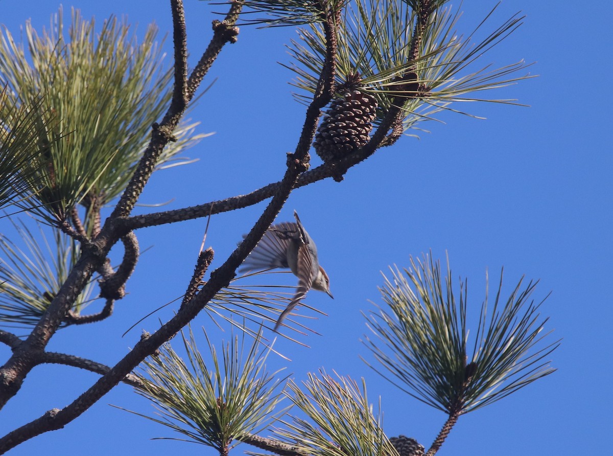 Brown-headed Nuthatch - Russell Hillsley