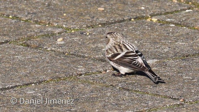 Redpoll (Hoary) - ML318568841