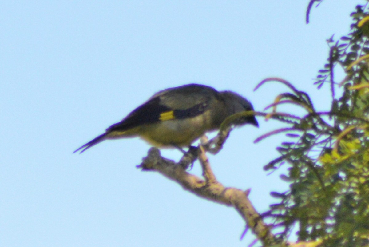 Yellow-winged Tanager - Carlos Mancera (Tuxtla Birding Club)